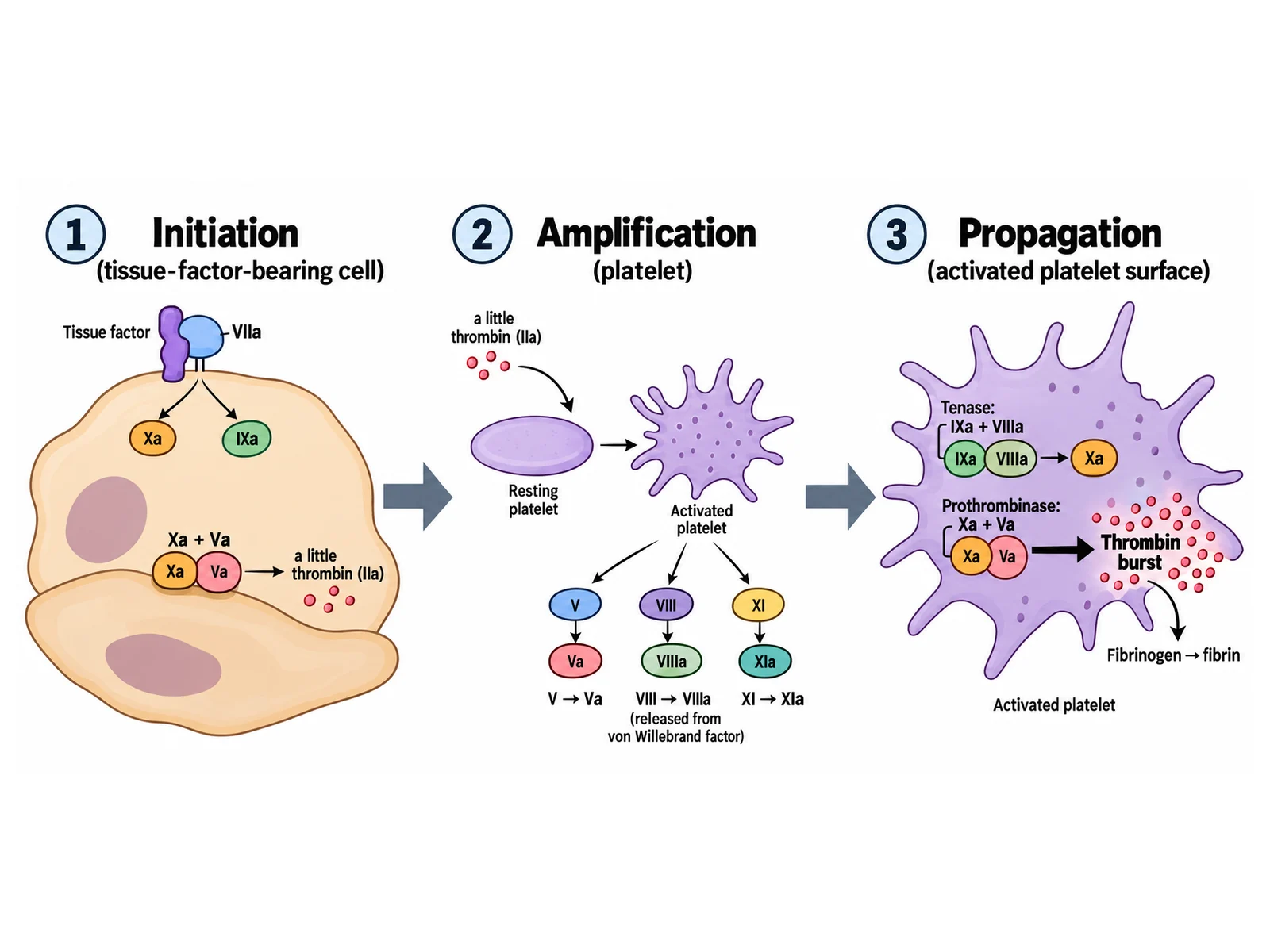 Cell-based model of coagulation diagram showing initiation on a tissue factor bearing cell, amplification on platelets, and propagation on the activated platelet surface producing a thrombin burst