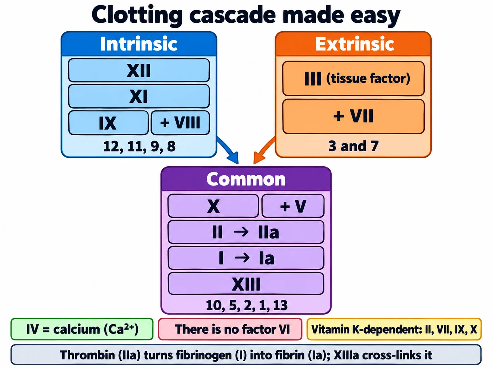 Clotting cascade made easy chart color-coding the intrinsic pathway factors 12, 11, 9, 8, the extrinsic pathway factors 3 and 7, and the common pathway factors 10, 5, 2, 1, and 13