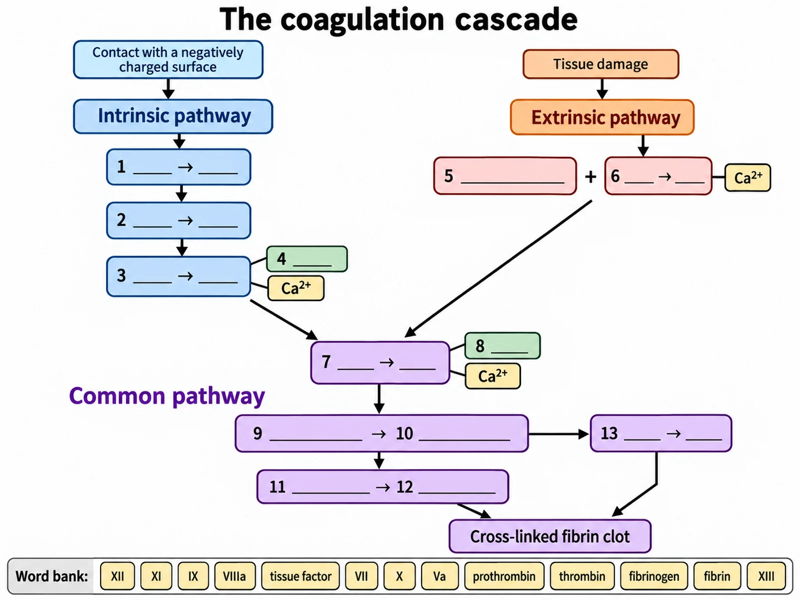 Blank coagulation cascade worksheet with the Y-shaped intrinsic, extrinsic, and common pathways drawn and thirteen numbered empty boxes in place of the clotting factors, with a word bank