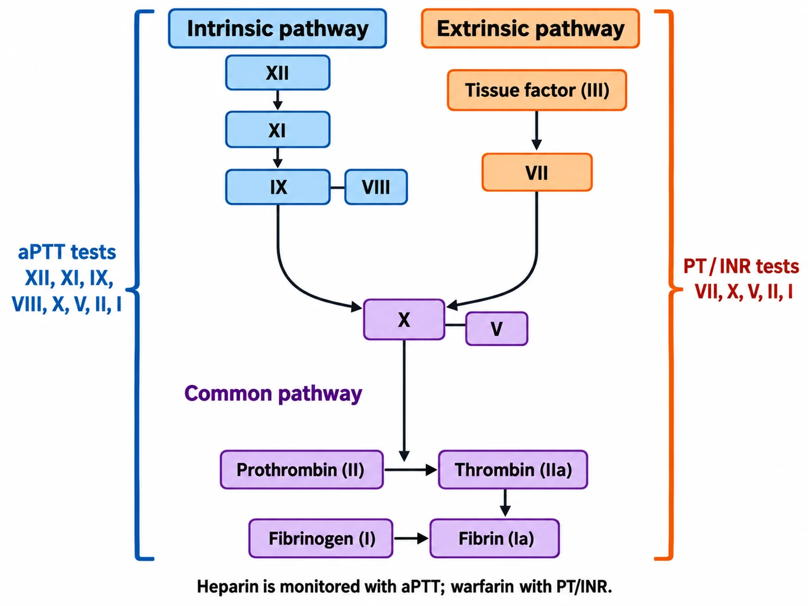 Coagulation cascade diagram with brackets showing that PT/INR tests the extrinsic and common pathways and aPTT tests the intrinsic and common pathways