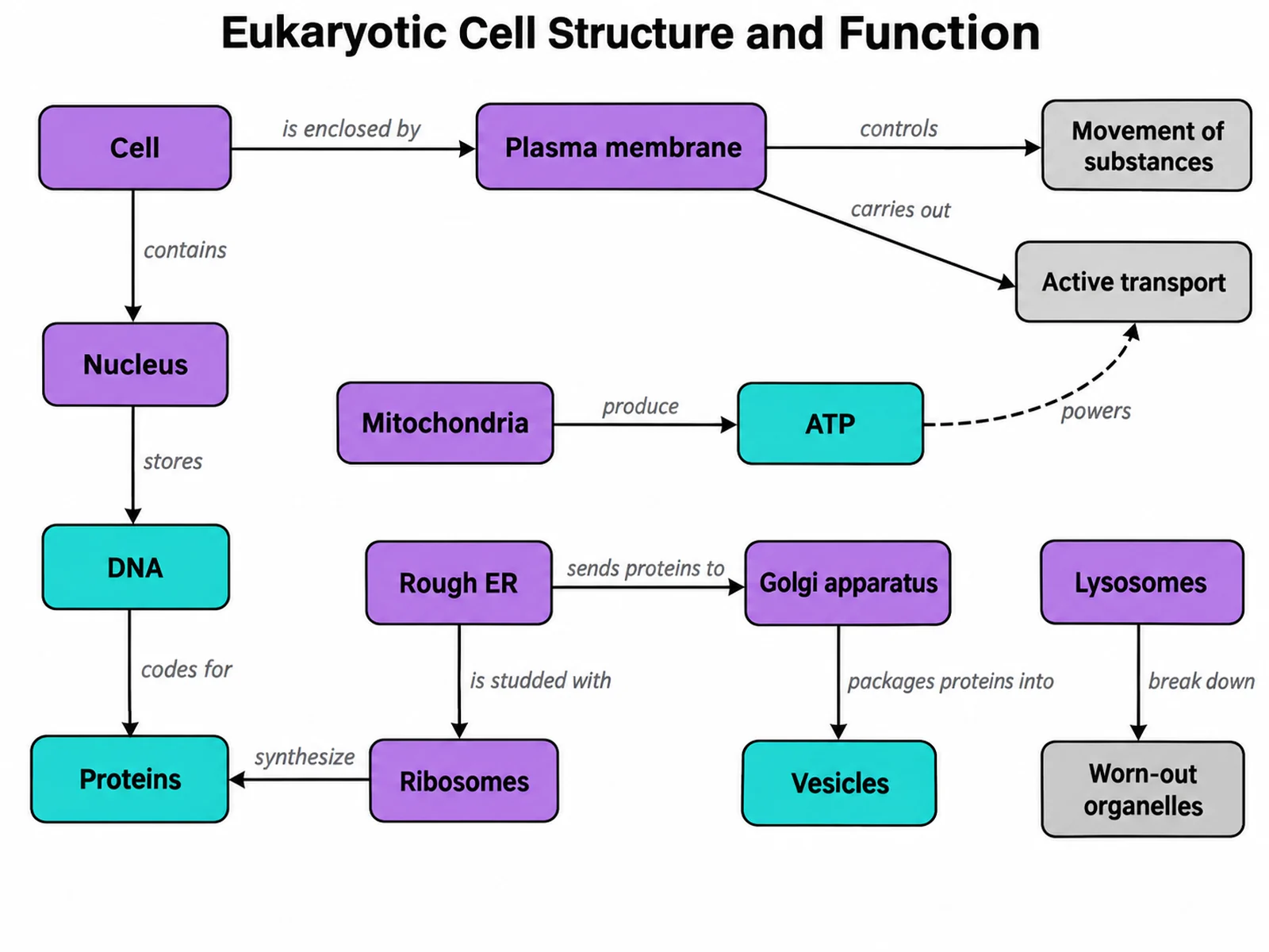 Concept map of eukaryotic cell organelles linking nucleus, ribosomes, rough ER, Golgi apparatus, mitochondria, lysosomes, and plasma membrane to their functions