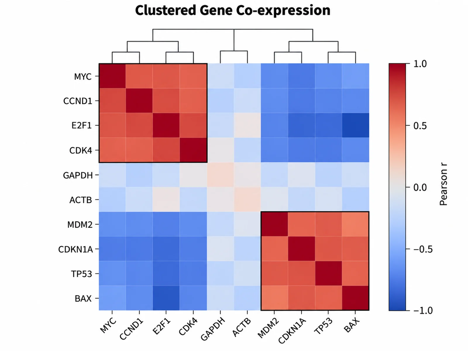 Clustered Gene Co-expression correlation matrix example preview