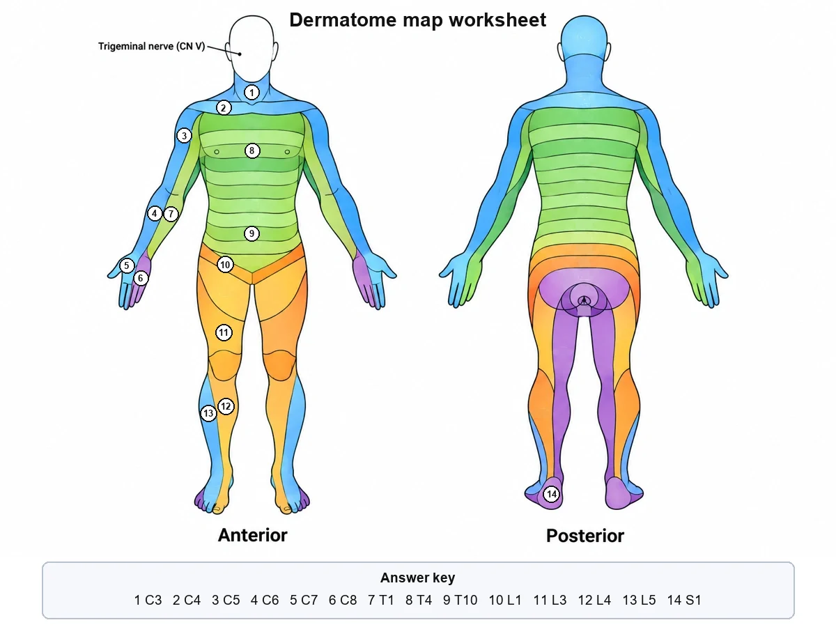 Answer key for the blank dermatome map: the same fourteen numbered bands with their levels listed, from C3 on the neck to S1 on the heel