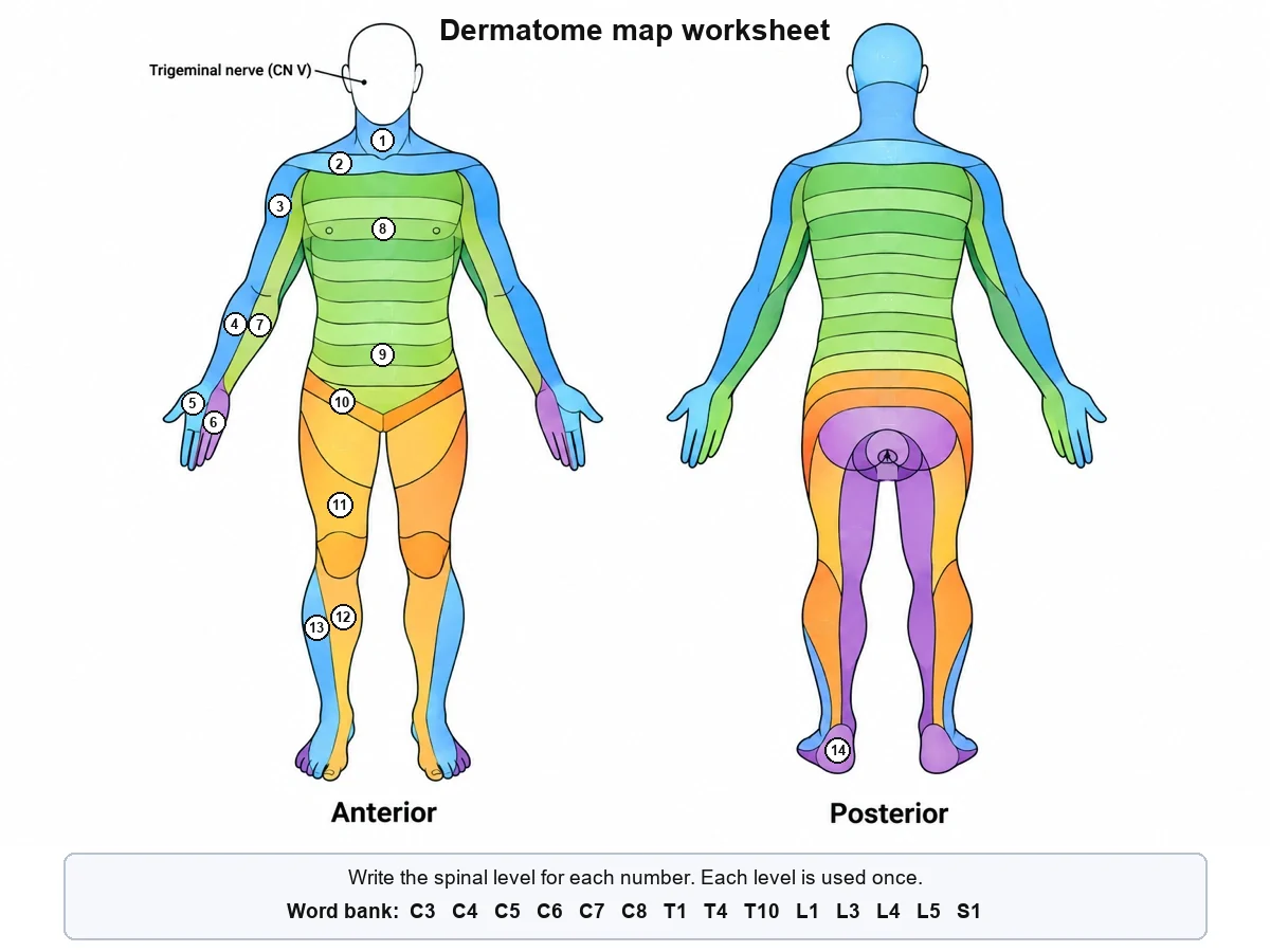 Blank dermatome map worksheet: front and back body outlines with unlabeled colour-coded bands, fourteen numbered bands to label and a word bank of the fourteen levels