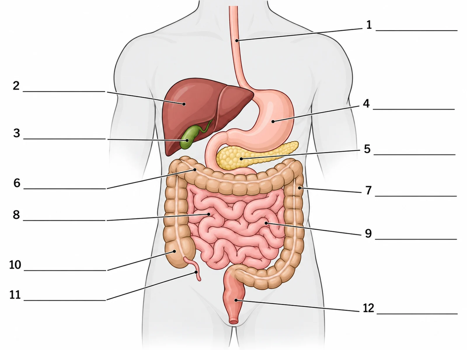 Blank unlabeled digestive system diagram with numbered empty label lines for students to complete