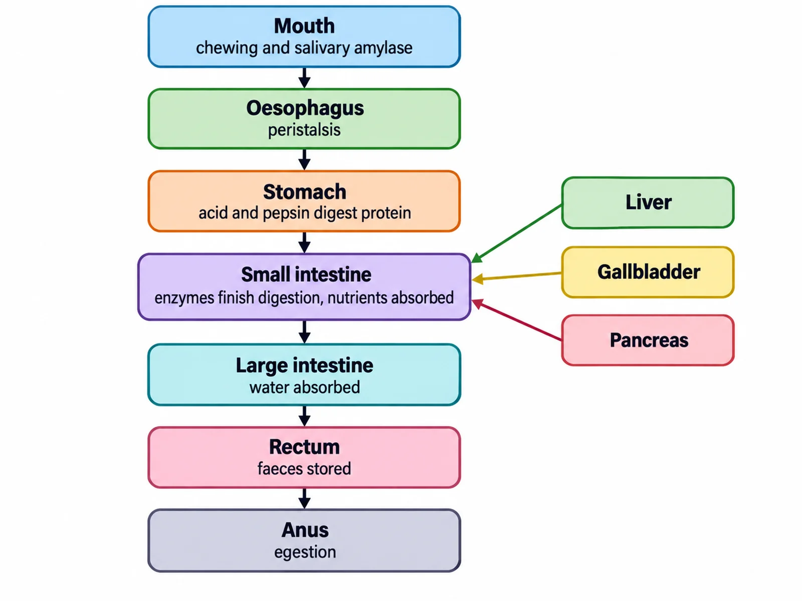 Flow chart of the human digestive system showing food passing from mouth to anus with the process at each stage