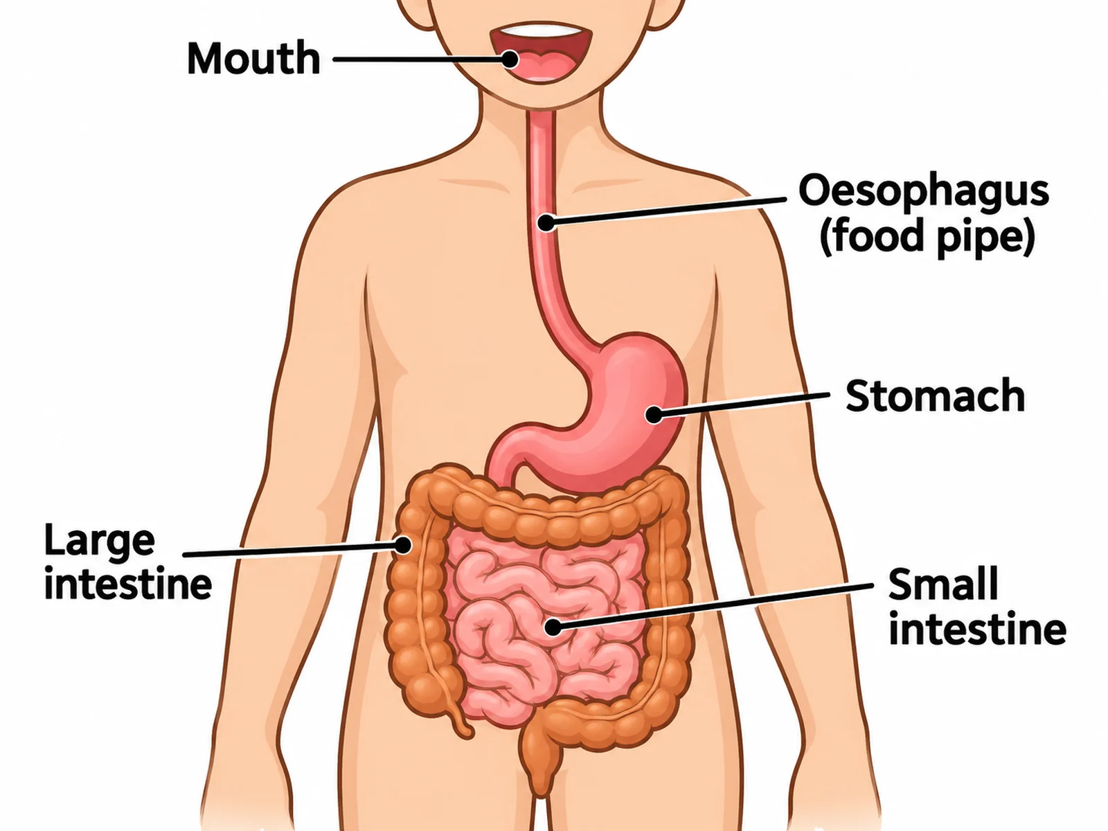 Simple digestive system diagram for younger students labeling only the mouth, oesophagus, stomach, small intestine, and large intestine
