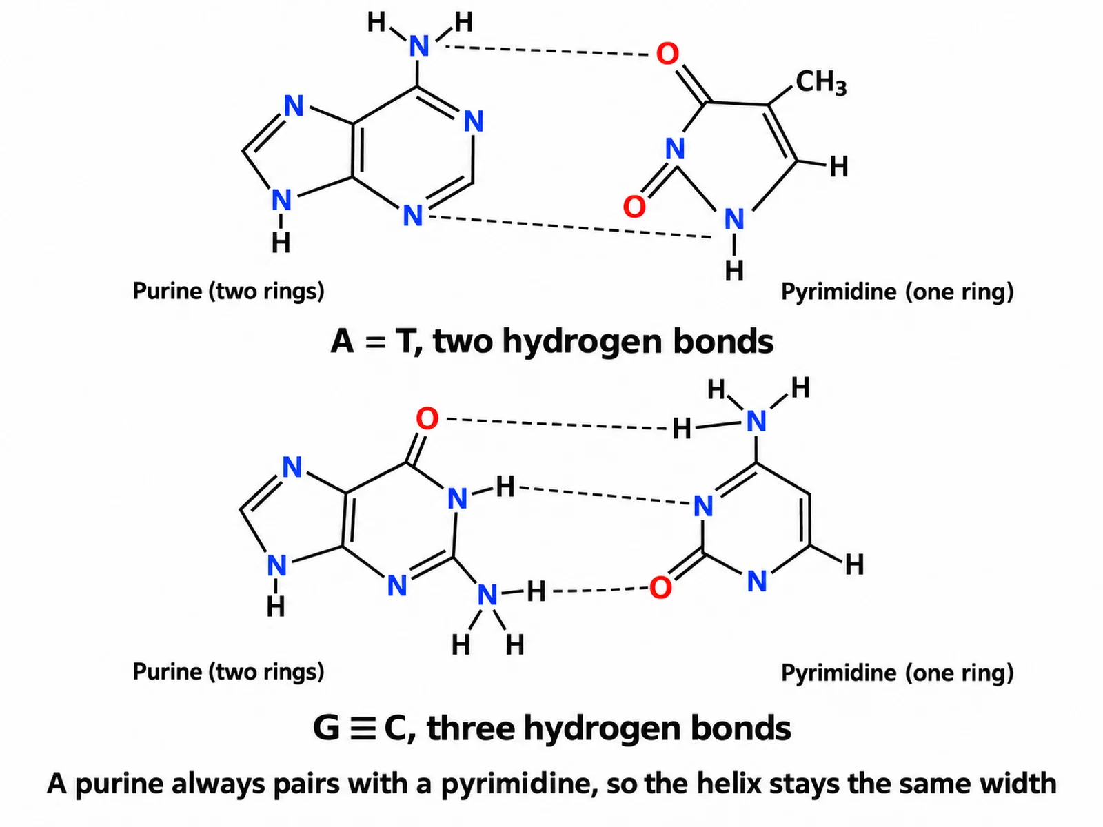 DNA base pairing diagram showing adenine with thymine joined by two hydrogen bonds and guanine with cytosine joined by three