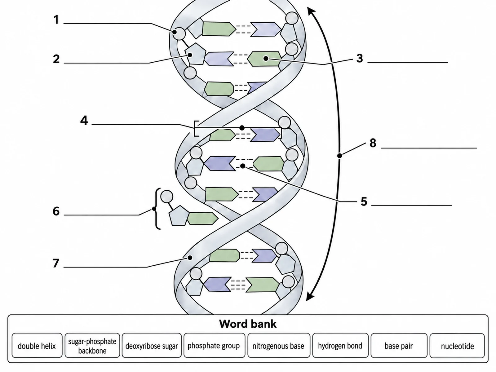 Blank unlabeled DNA double helix diagram with numbered empty label lines for students to complete
