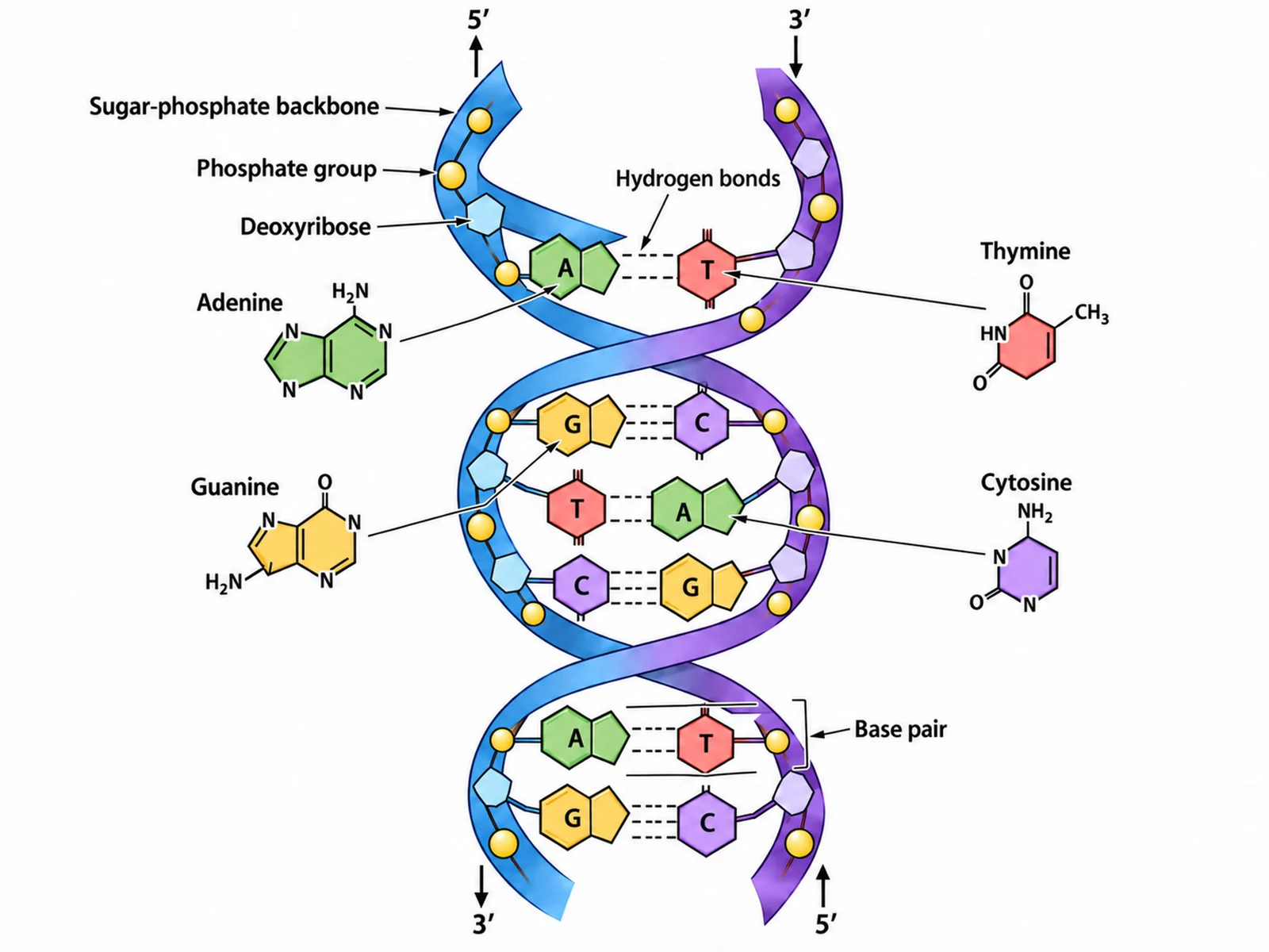 Labeled DNA double helix diagram naming the sugar-phosphate backbone, hydrogen bonds, the four bases, and the antiparallel 5 prime and 3 prime ends