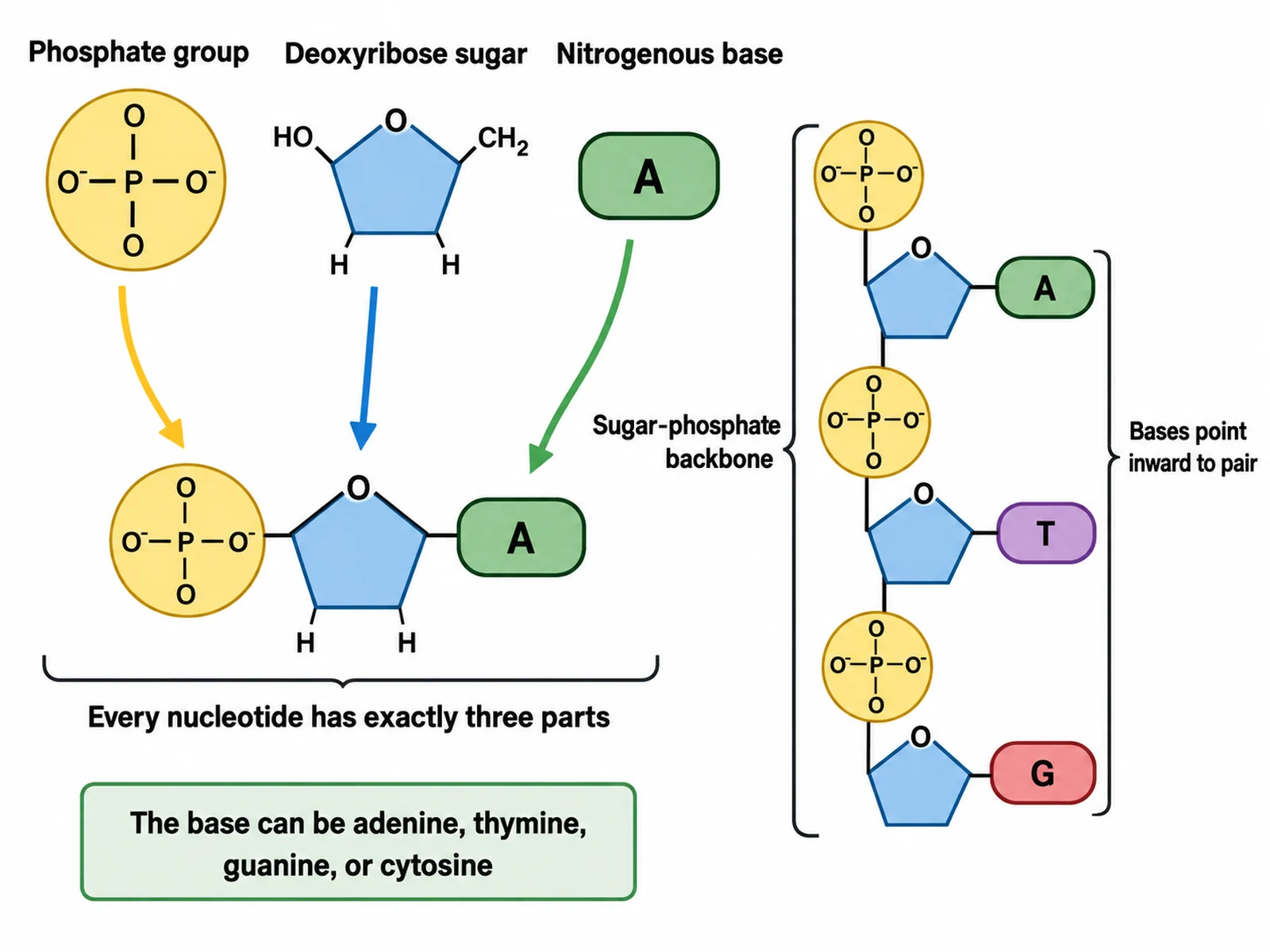 Diagram of a single DNA nucleotide showing the phosphate group, deoxyribose sugar, and nitrogenous base joined together
