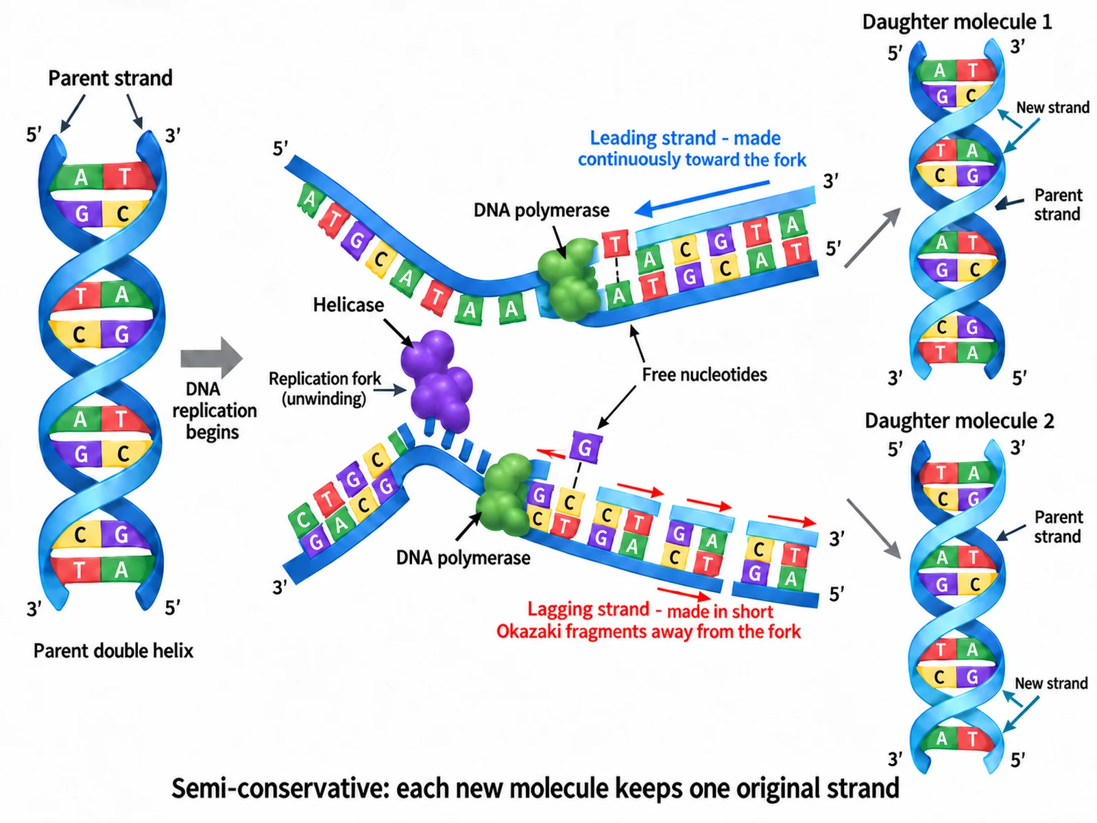 Semi-conservative DNA replication diagram with helicase unzipping the strands and DNA polymerase building the new strands