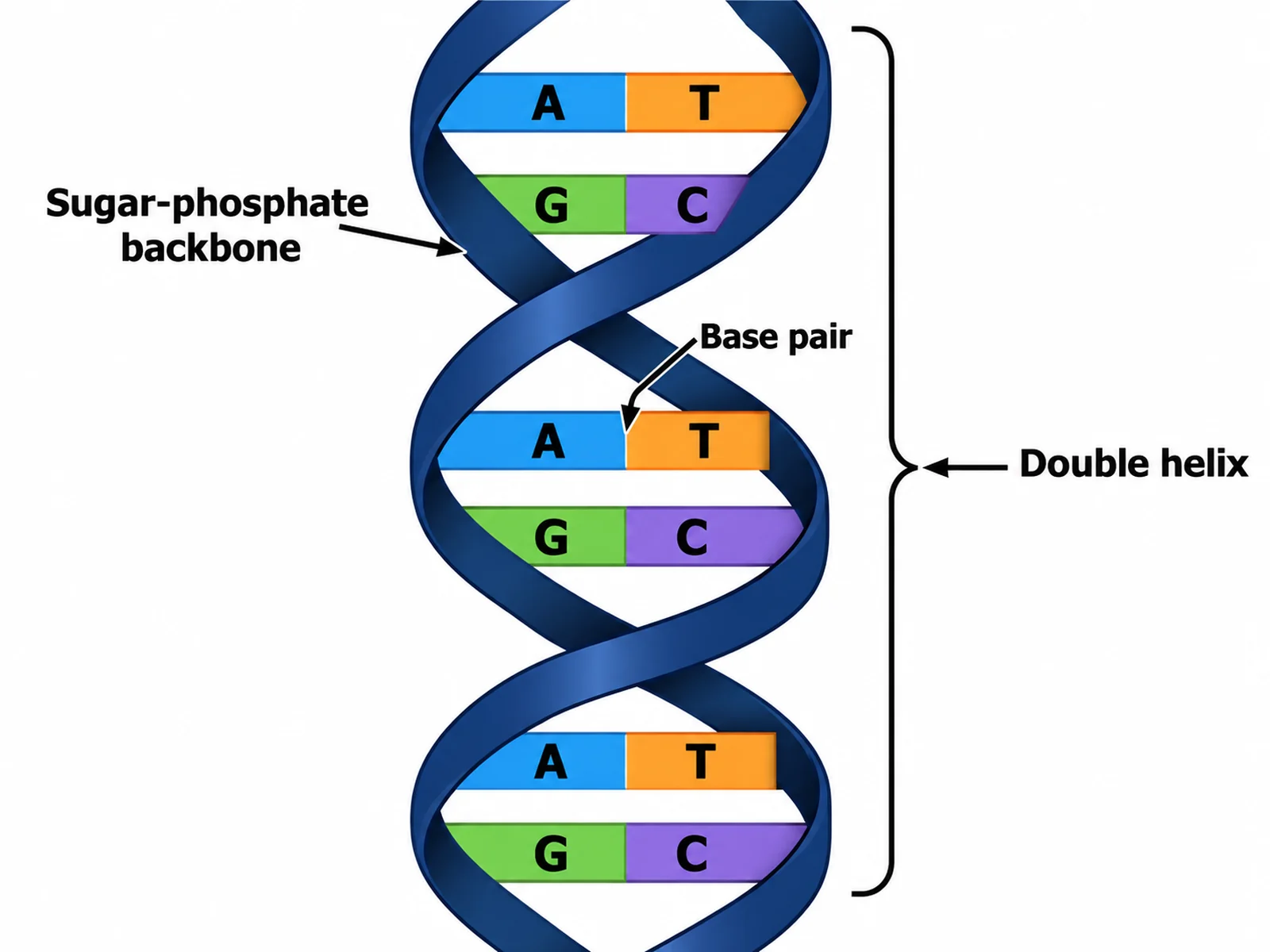 Simple easy-to-draw DNA twisted ladder with coloured base pairs and three basic labels