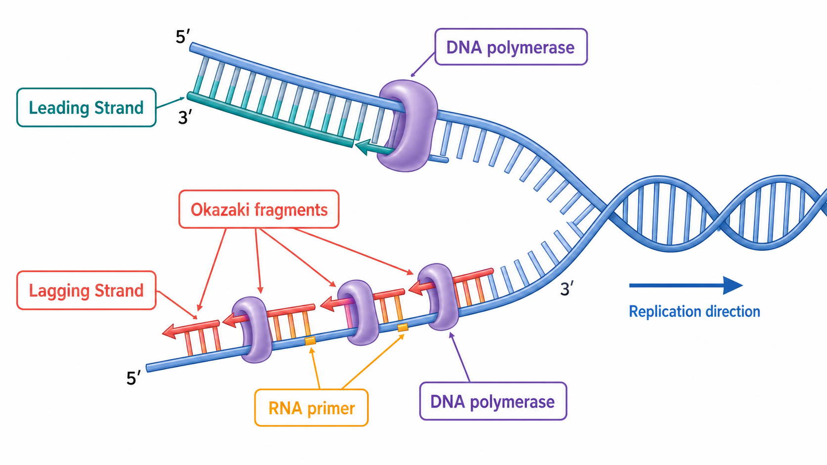 DNA replication diagram comparing continuous leading strand synthesis and discontinuous lagging strand synthesis with labeled enzymes and primers