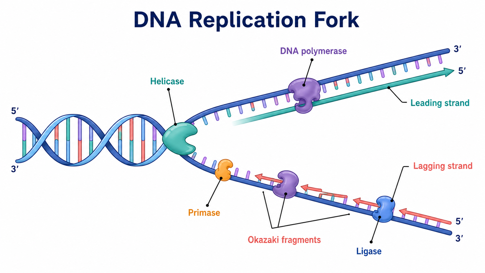 DNA Replication Diagram Generator preview