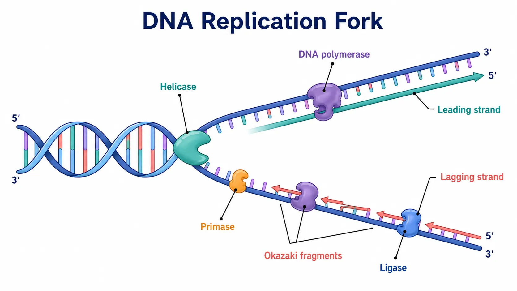 DNA Diagram Generator example generated by SciFigure AI