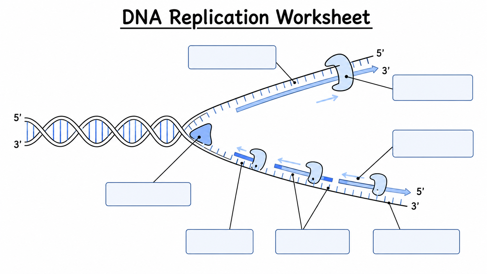Blank DNA replication worksheet diagram with replication fork, strands, enzyme positions, callout boxes, and student answer spaces