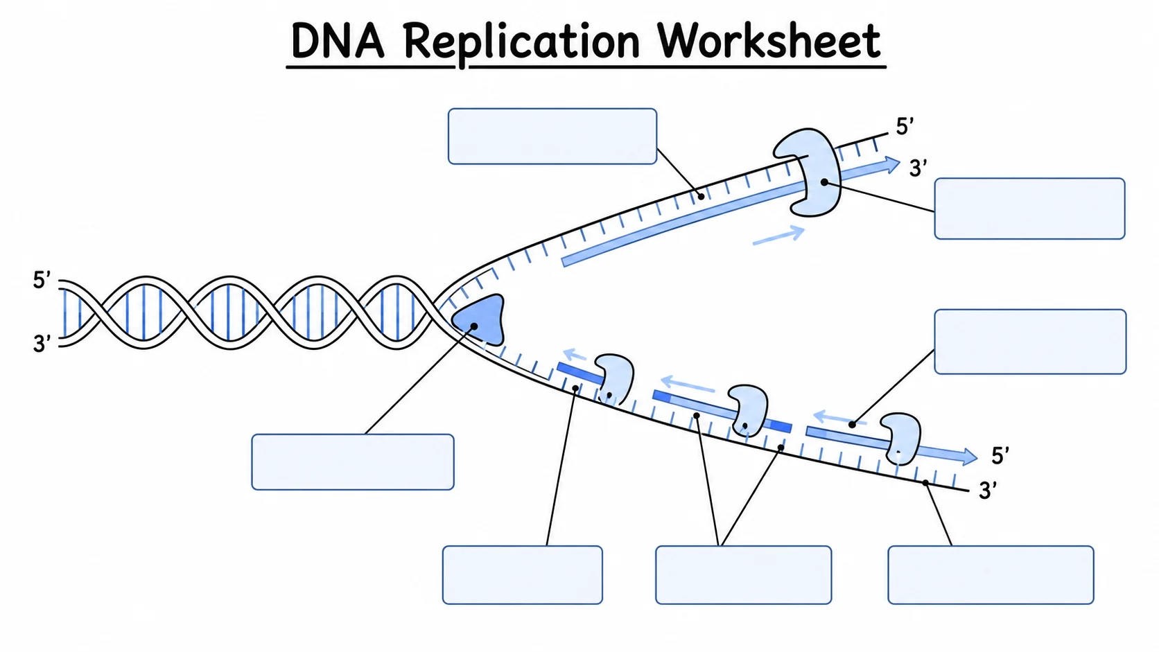 Unbeschriftetes Arbeitsblatt zur DNA-Replikation mit Replikationsgabel, Strängen, Positionen der Enzyme, leeren Beschriftungskästen und Platz für Antworten