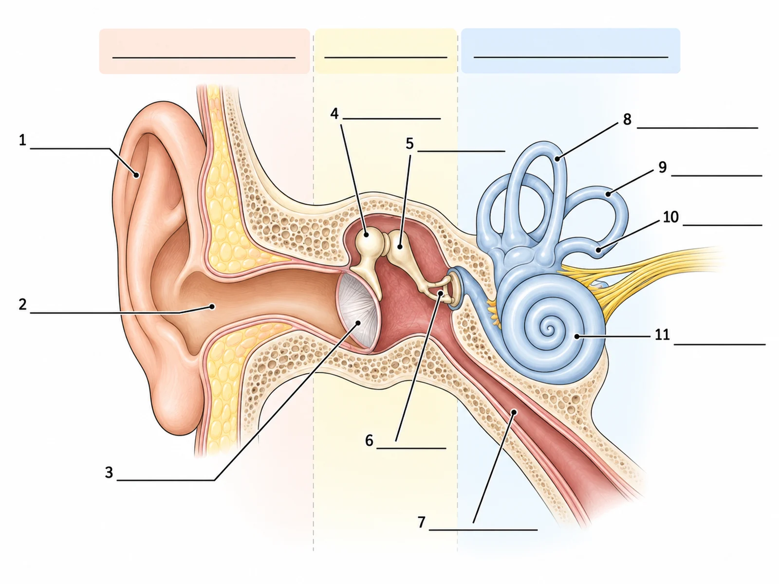Blank unlabeled ear diagram with numbered empty label lines for students to complete