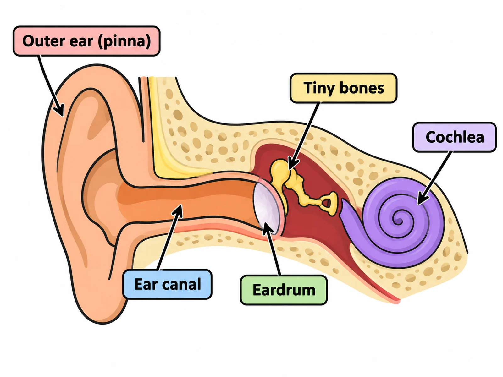 Simple ear diagram for younger students labeling only the pinna, ear canal, eardrum, ossicles, and cochlea