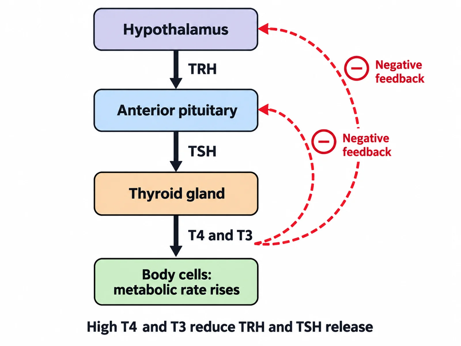 Endocrine flow chart of the hypothalamus–pituitary–thyroid axis, with TRH, TSH, T4 and T3 and negative feedback arrows back to the hypothalamus and pituitary