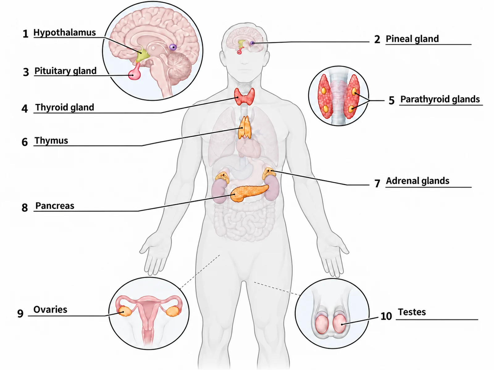Answer key for the blank endocrine system worksheet, with the same ten numbered lines filled in from hypothalamus to testes