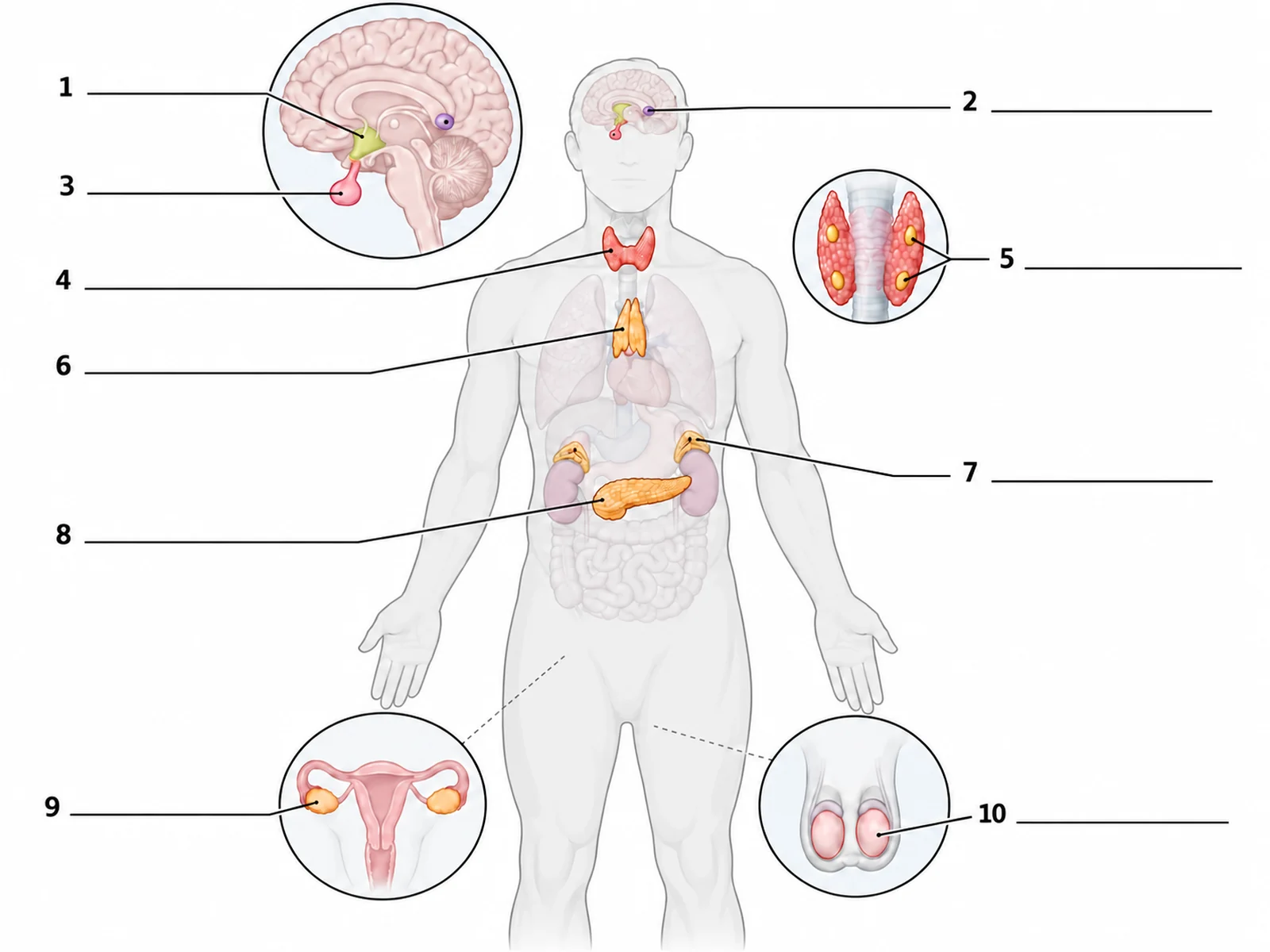 Blank unlabeled endocrine system diagram with ten numbered leader lines ending at empty answer lines