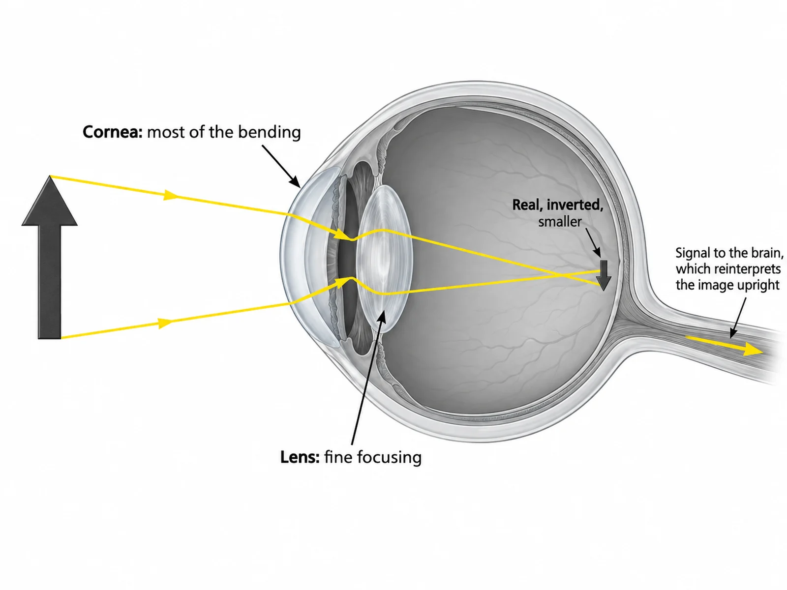 Eye diagram tracing light rays through the cornea, pupil, and lens to form an inverted image on the retina