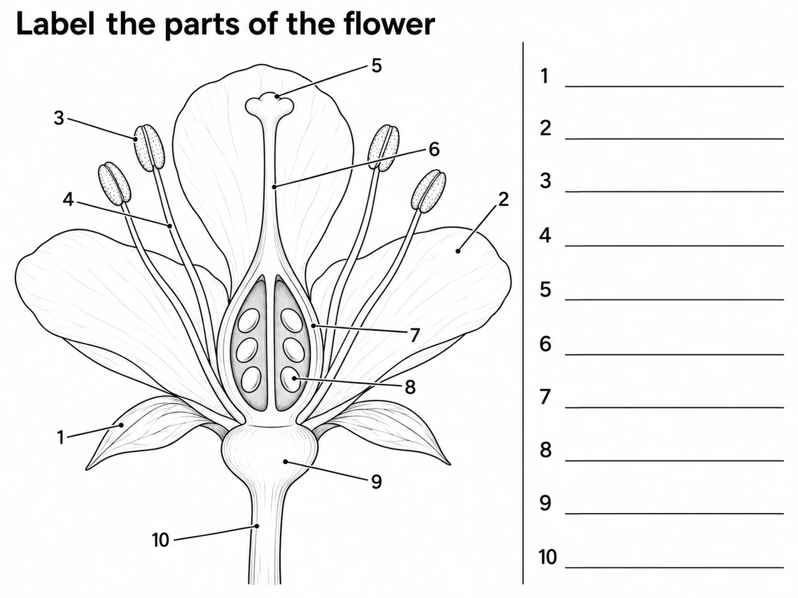 Unbeschriftete Blüte mit nummerierten Führungslinien und Antwortzeilen für ein Arbeitsblatt zum Blütenaufbau
