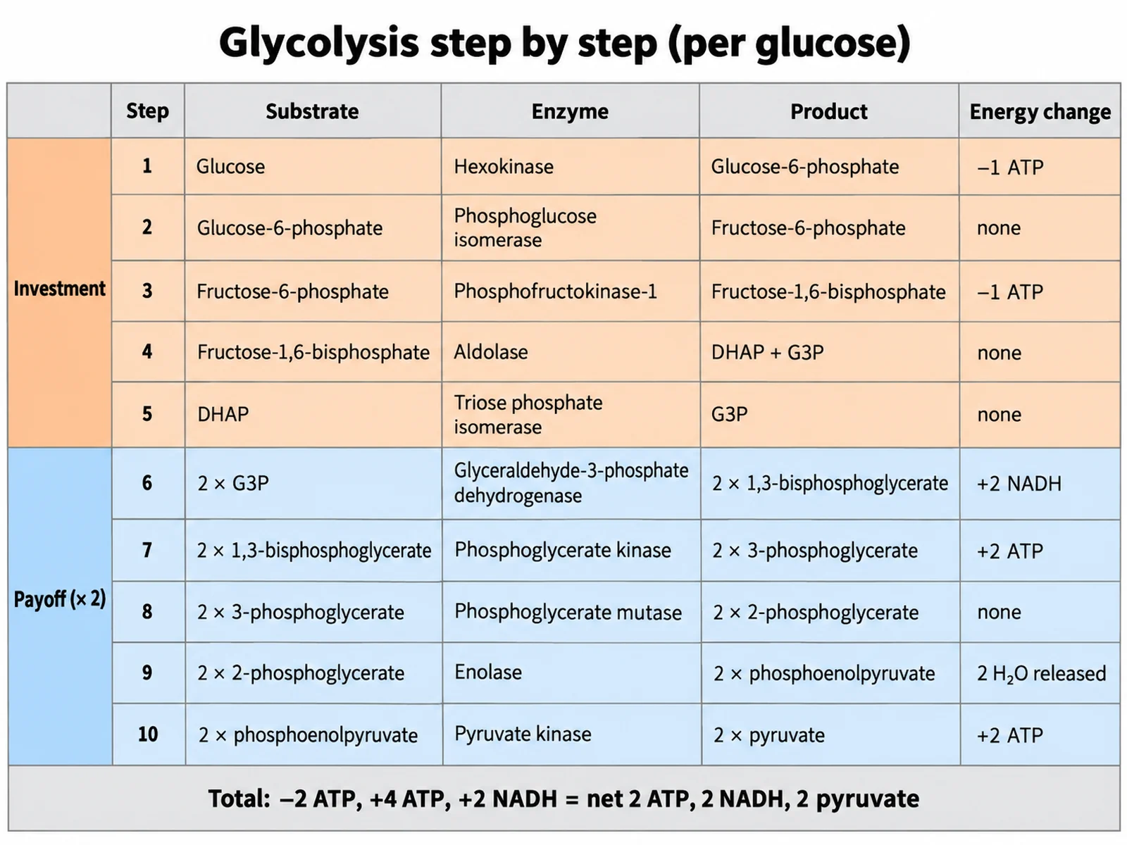 Glycolysis Chart & Diagram: All 10 Steps Labeled | SciFigure AI