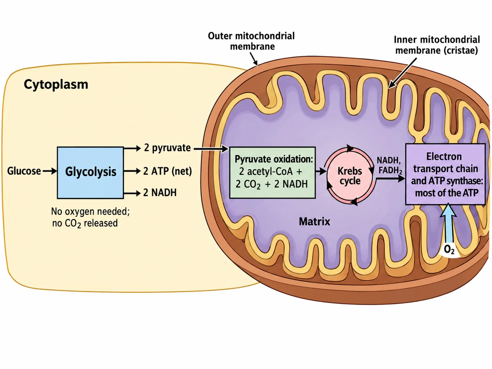 Cellular respiration glycolysis diagram showing glycolysis in the cytoplasm making 2 pyruvate, 2 ATP, and 2 NADH, with pyruvate entering the mitochondrion for pyruvate oxidation and the Krebs cycle