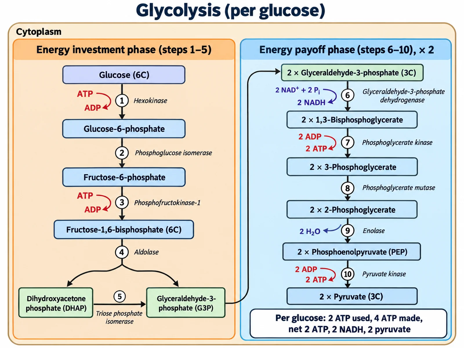 Glycolysis Diagram Generator