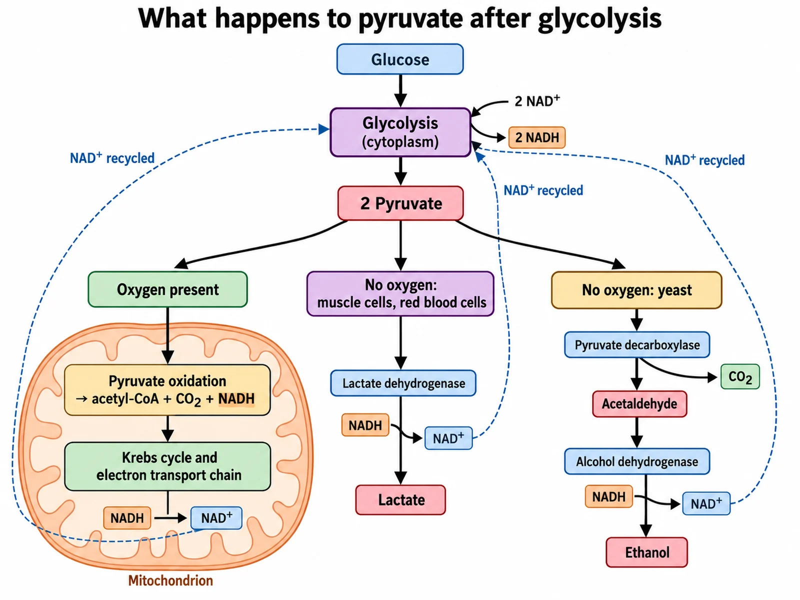 Fates of pyruvate diagram comparing aerobic respiration in the mitochondrion, lactic acid fermentation to lactate, and alcohol fermentation to ethanol and CO2, each regenerating NAD+