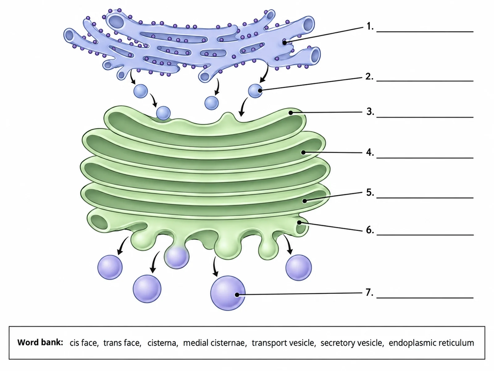 Blank unlabeled Golgi apparatus diagram with numbered empty label lines for students to complete