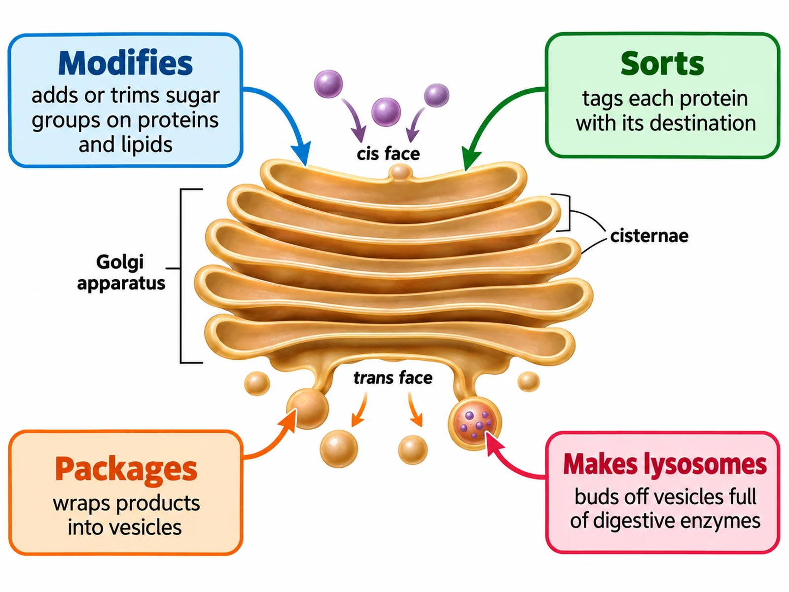 Golgi apparatus diagram with callout cards describing modification, sorting, packaging, and lysosome formation