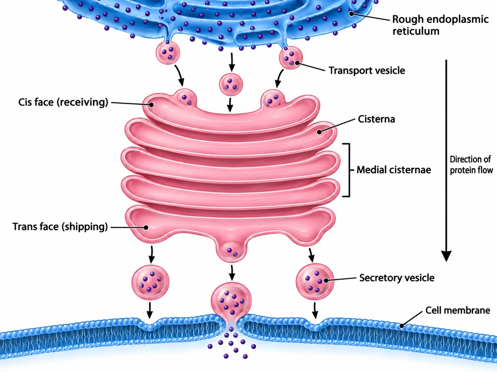 Golgi Apparatus Diagram Generator preview