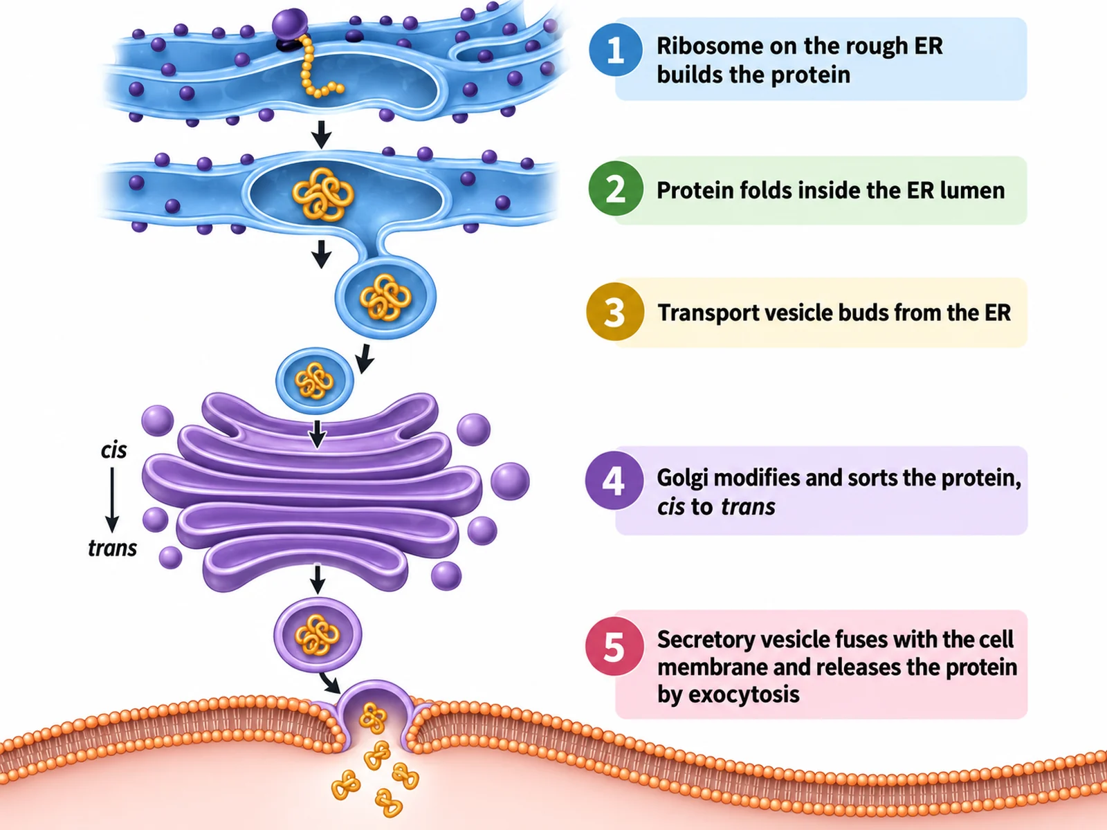 Diagram tracing a protein from the ribosome through the ER and Golgi to secretion at the cell membrane