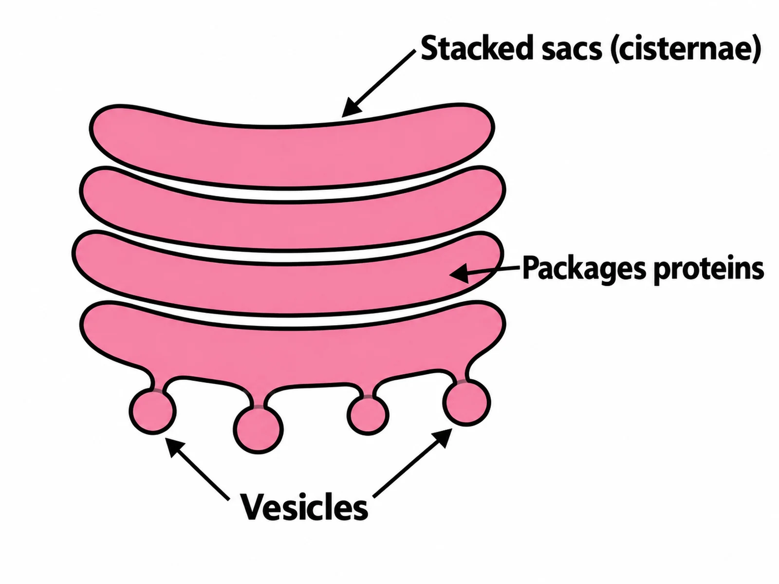 Simple easy-to-draw Golgi apparatus with stacked sacs and three basic labels