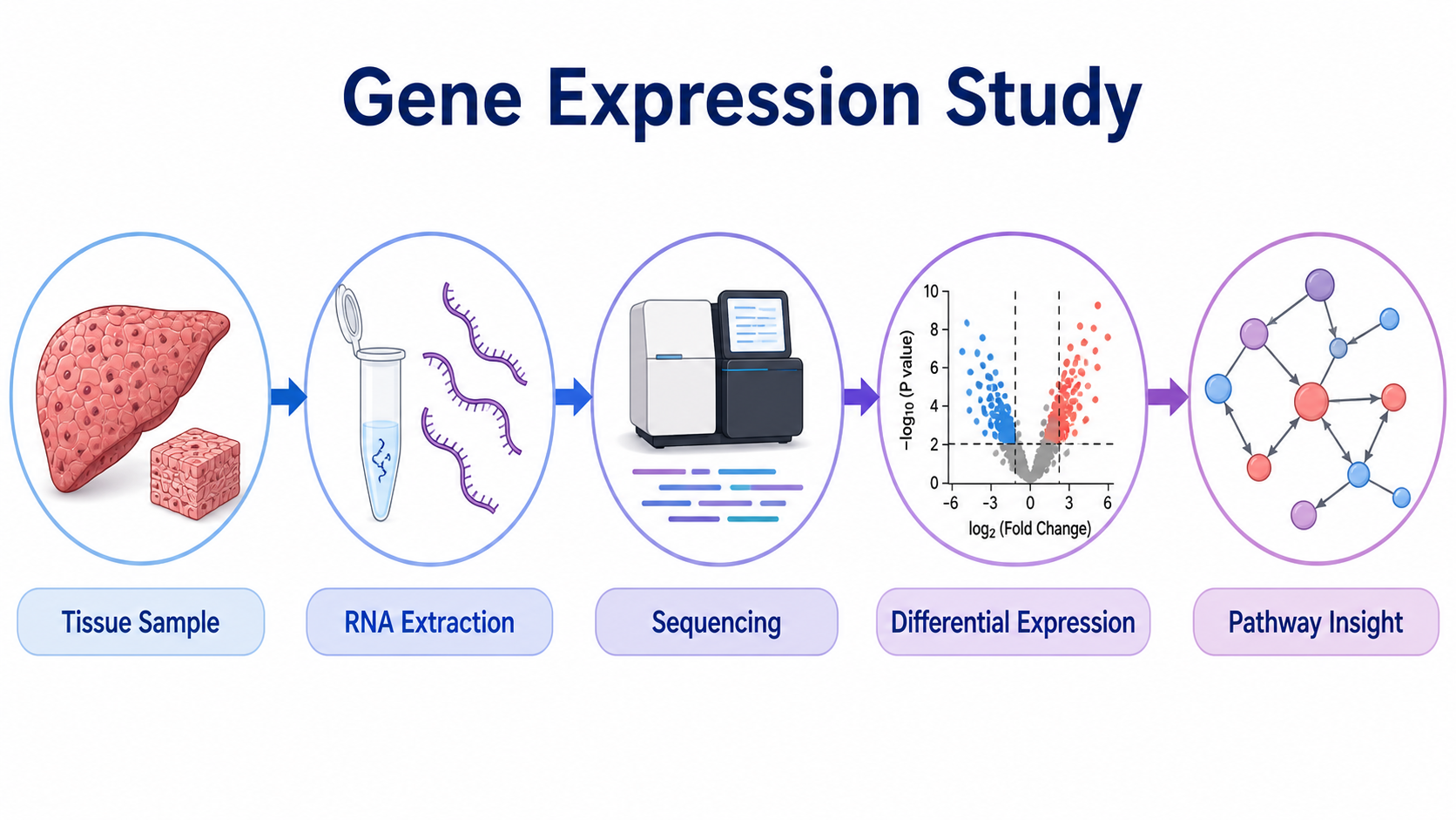 Graphical abstract showing sample collection, RNA extraction, sequencing, differential expression analysis, pathway interpretation, and biological insight