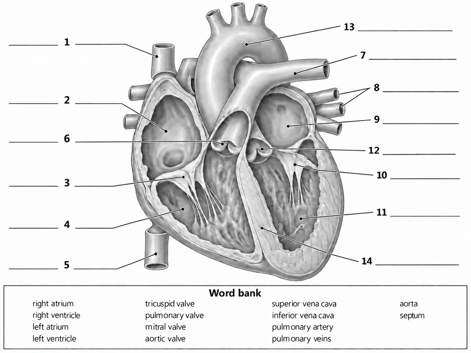 Blank unlabeled heart diagram with numbered empty label lines and a word bank for students to complete