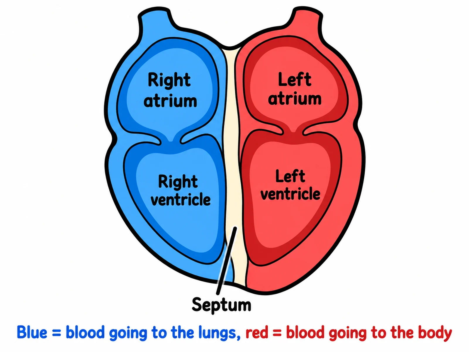 Simple easy-to-draw heart diagram for younger students labeling only the four chambers and the septum