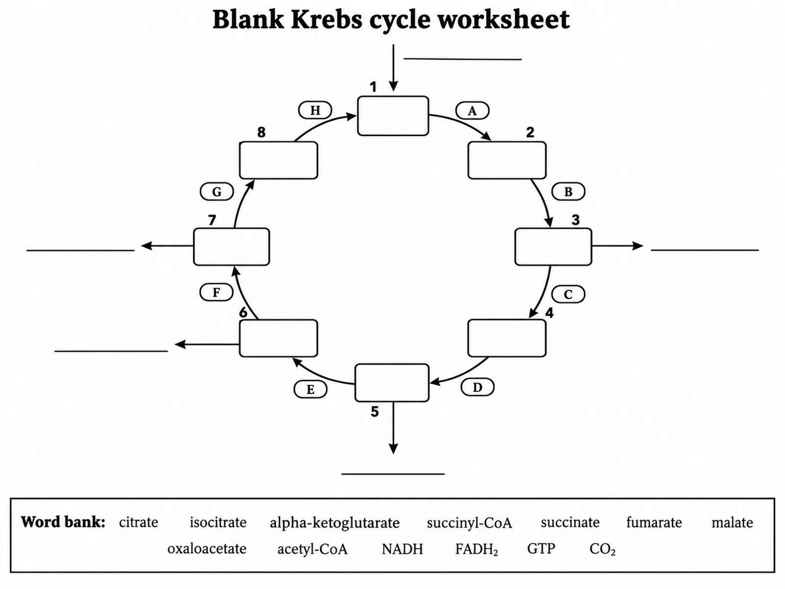 Arbeitsblatt zum Citratzyklus mit leeren Kästchen für die acht Zwischenprodukte, leeren Pfeilbeschriftungen und einer Wortliste