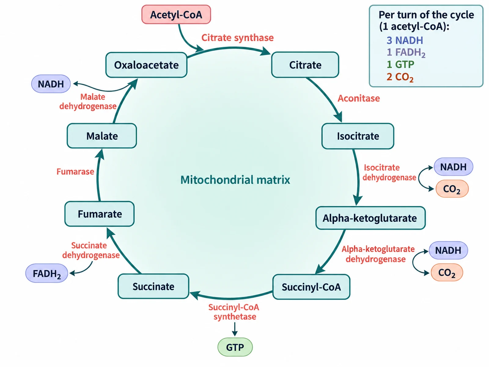 Beschriftetes Schaubild des Citratzyklus mit Citrat, Isocitrat, α-Ketoglutarat, Succinyl-CoA, Succinat, Fumarat, Malat und Oxalacetat sowie 3 NADH, 1 FADH2, 1 GTP und 2 CO2 pro Umlauf