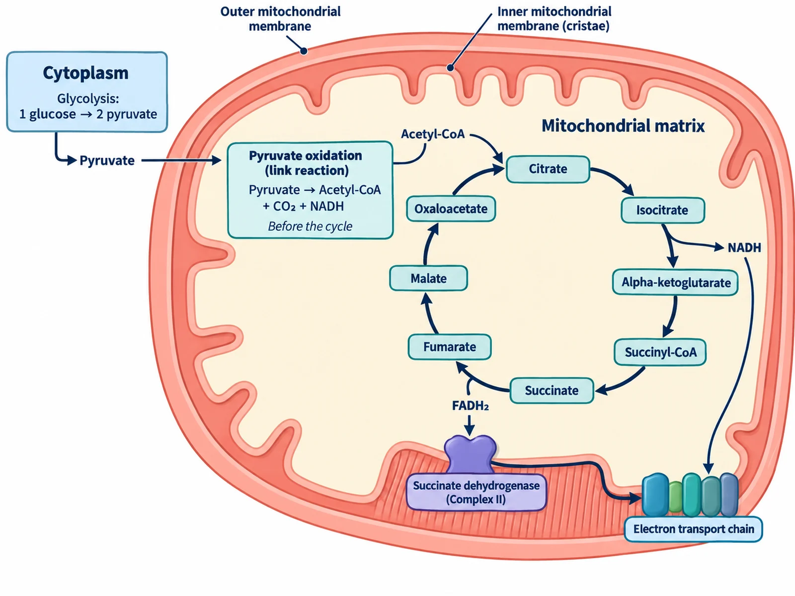 Citratzyklus in einem aufgeschnittenen Mitochondrium, mit der oxidativen Decarboxylierung des Pyruvats vor dem Zyklus und der Succinat-Dehydrogenase in der inneren Membran