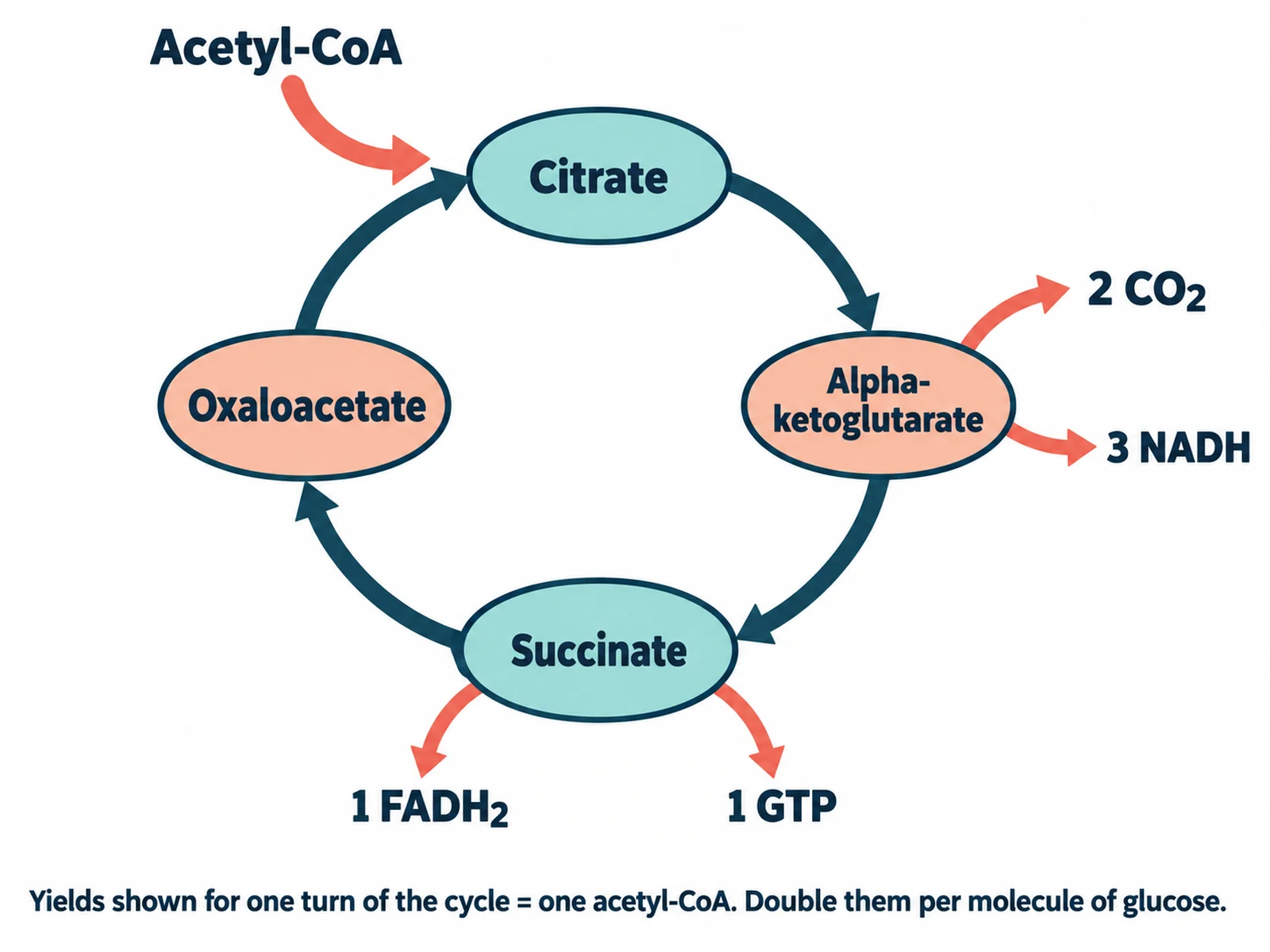 Vereinfachtes Schaubild des Citratzyklus für den Einstieg: Acetyl-CoA tritt ein, CO2, NADH, FADH2 und GTP treten aus