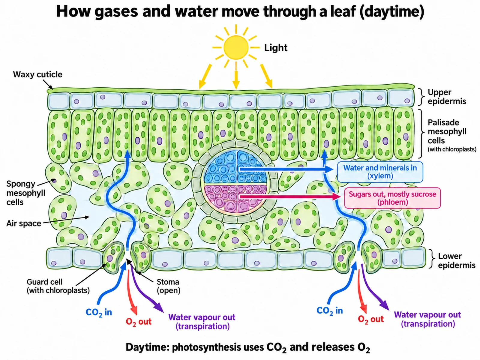 Leaf cross section showing carbon dioxide entering through a stoma and oxygen and water vapour leaving in daylight, with water arriving in the xylem and sugar leaving in the phloem