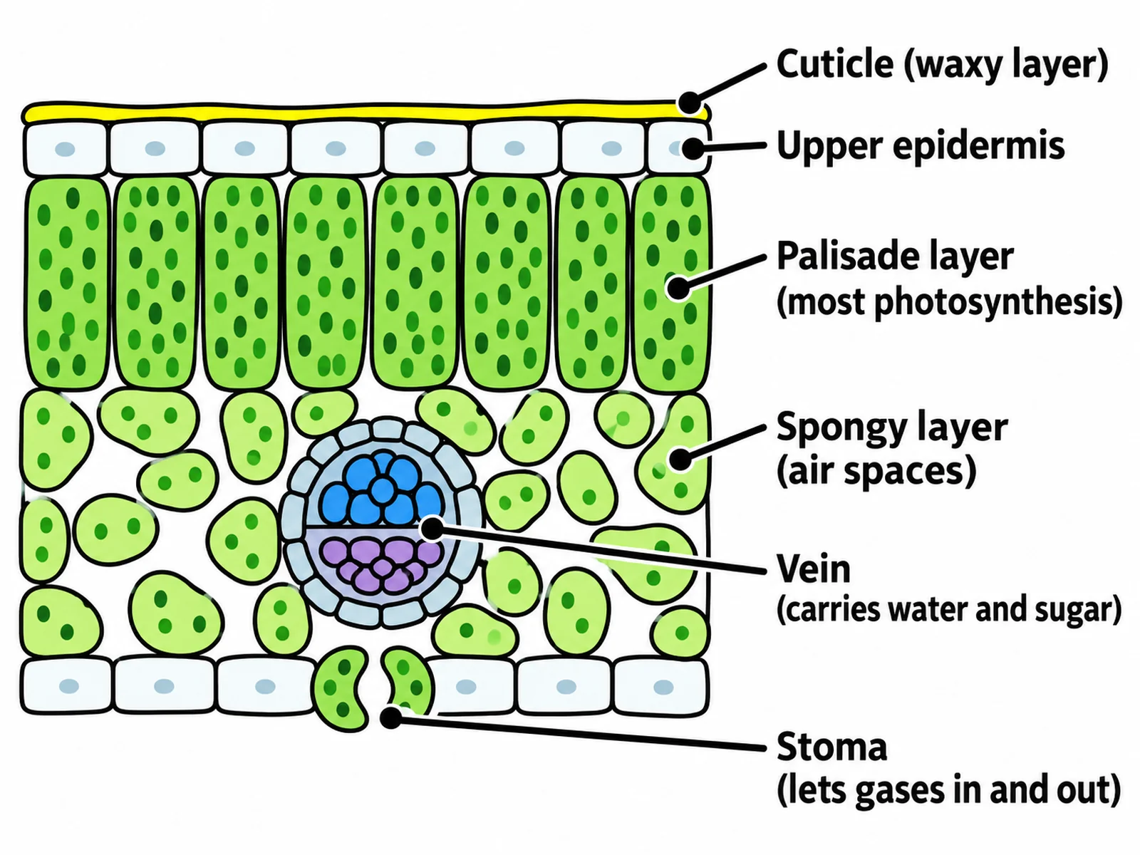Simple leaf cross section for younger students with six large labels: cuticle, upper epidermis, palisade layer, spongy layer, vein, and stoma