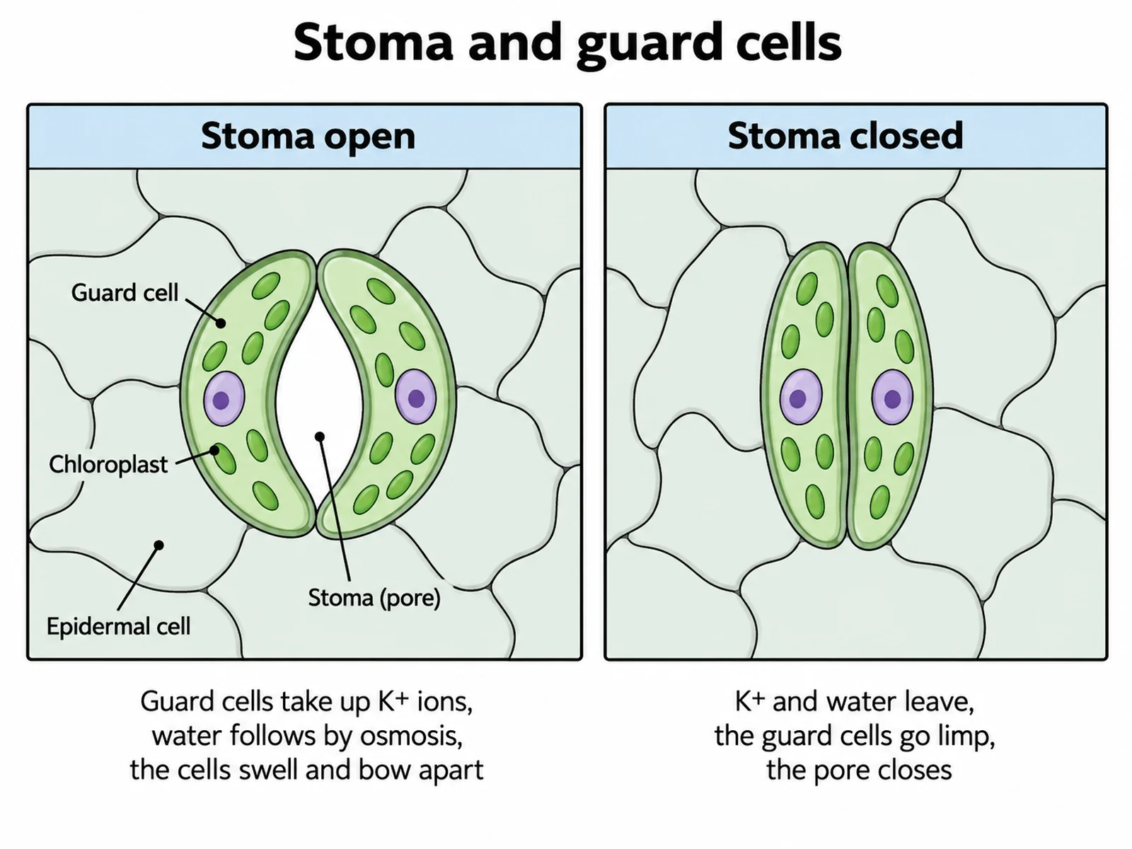 Close-up of a stoma in the lower epidermis showing two guard cells with chloroplasts swollen and open beside the same stoma closed when the guard cells are limp