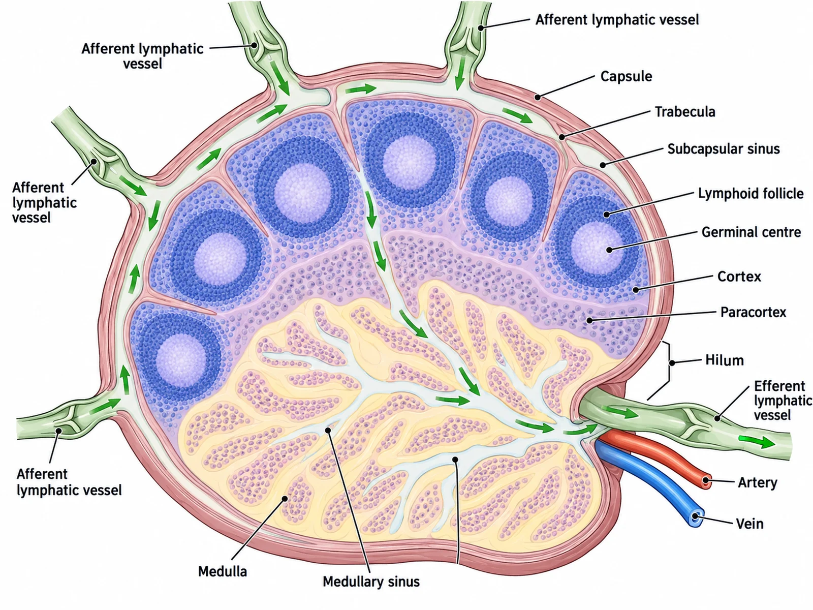 Labeled lymph node cross section showing the capsule, cortex with follicles and germinal centres, paracortex, medulla, afferent vessels, efferent vessel and hilum