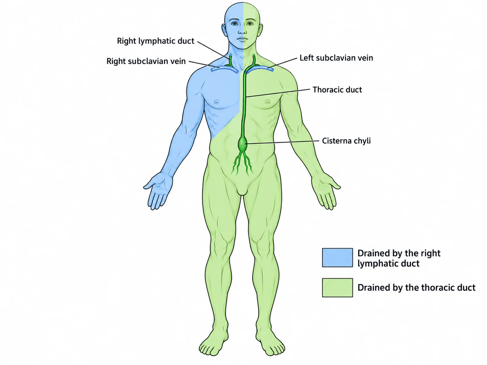 Front-view body map shading the right arm and right upper body drained by the right lymphatic duct and the rest of the body drained by the thoracic duct